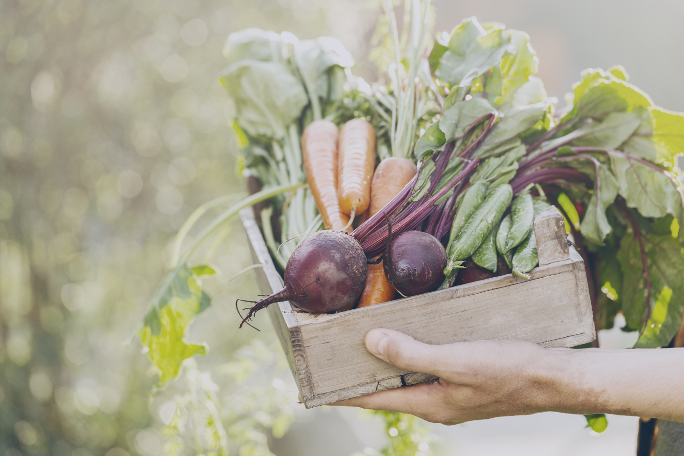 AFFORDABLE VEGETABLE BOXES IN ABERDEEN